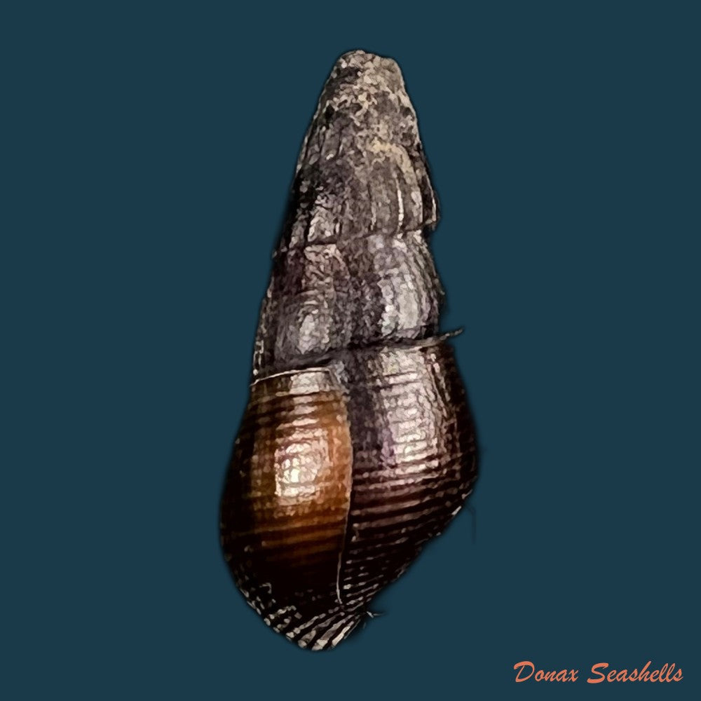 copia-de-semisulcospira-gredleri-boettger-1886-42-1mm-1