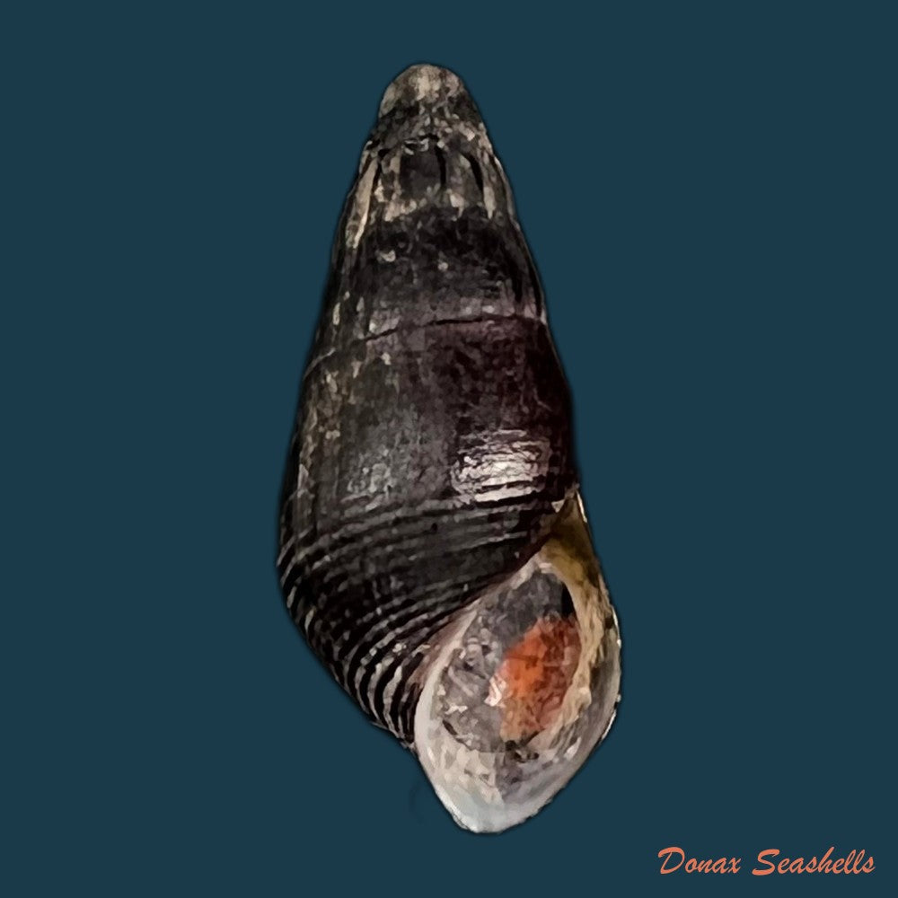 copia-de-semisulcospira-gredleri-boettger-1886-42-1mm-1