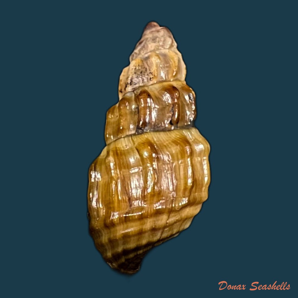 copia-de-semisulcospira-gredleri-boettger-1886-42-1mm-2