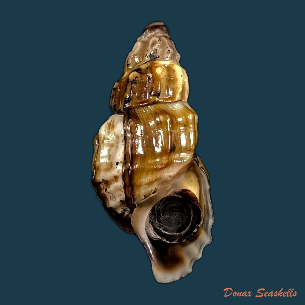 copia-de-semisulcospira-gredleri-boettger-1886-42-1mm-2