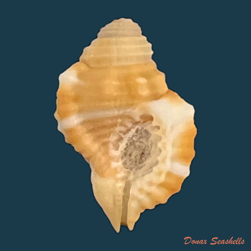 copia-de-septa-occidentalis-morch-1877-17-1mm
