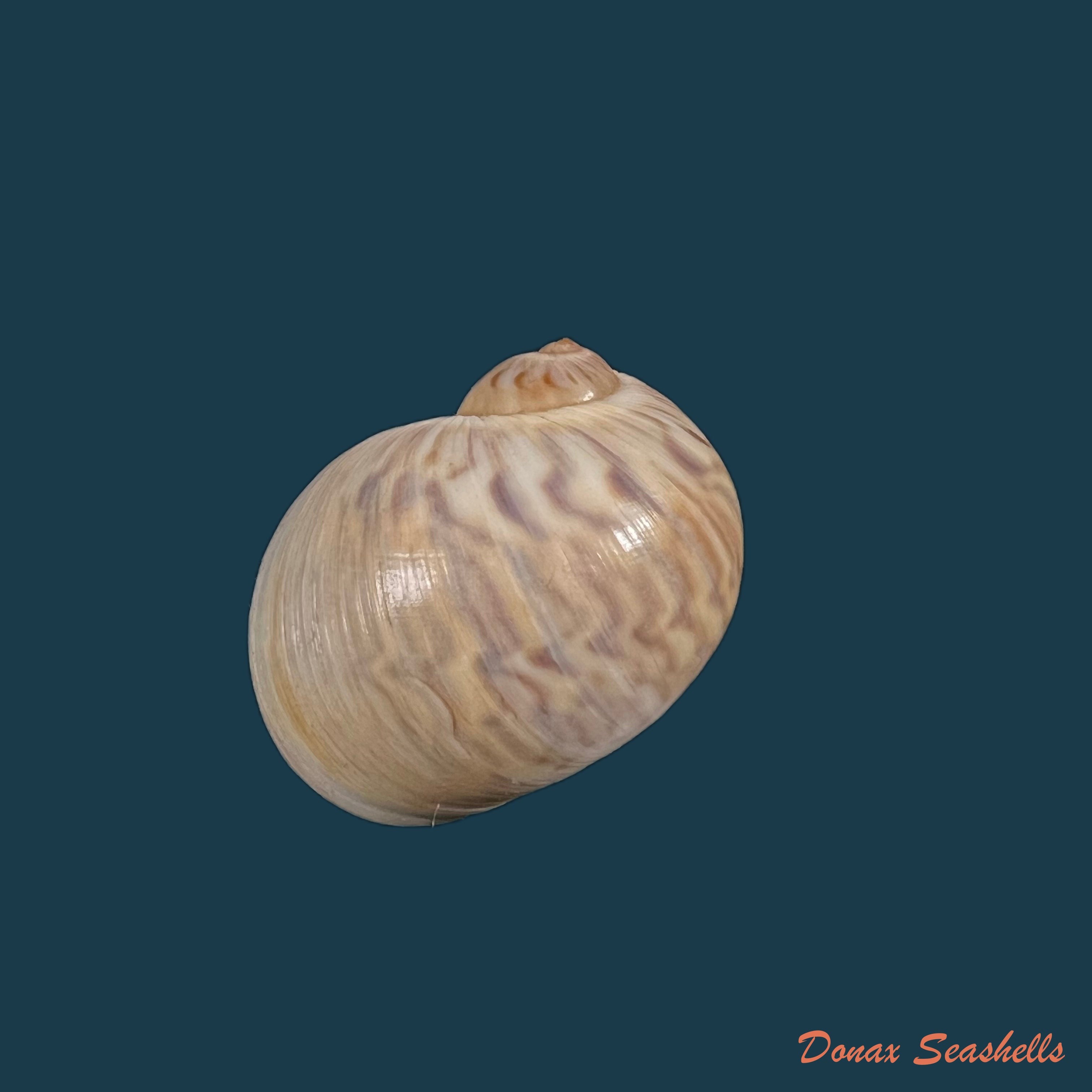 copia-de-sigmaulax-cayenensis-recluz-1850-26-7mm
