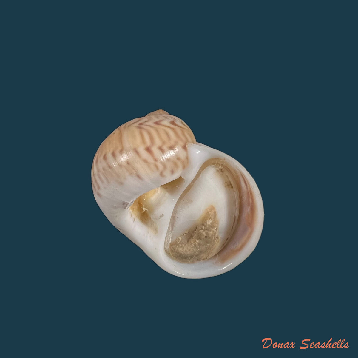 copia-de-sigmaulax-cayenensis-recluz-1850-26-7mm