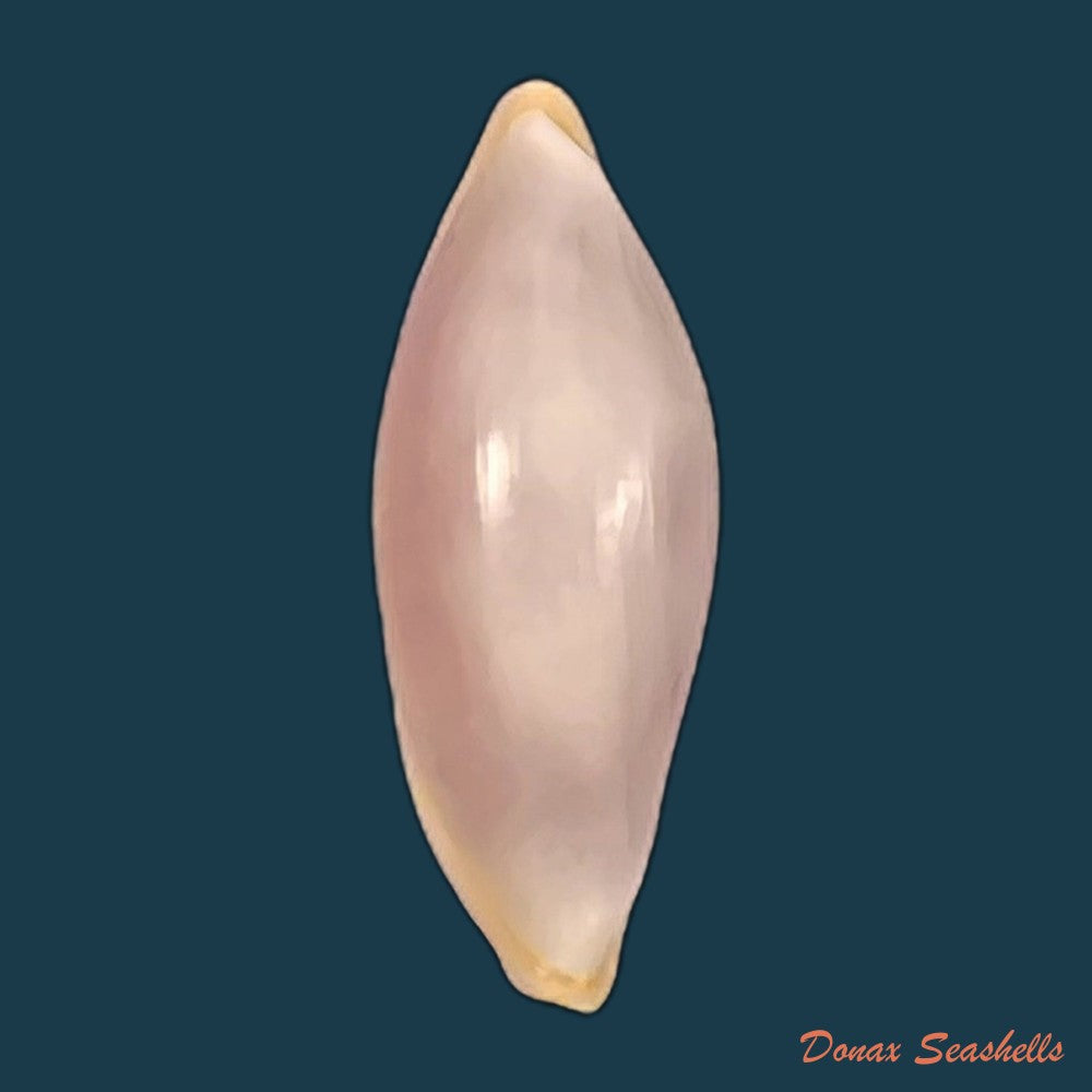copia-de-simnia-hammesi-bertsch-bibbey-1982-36-2mm