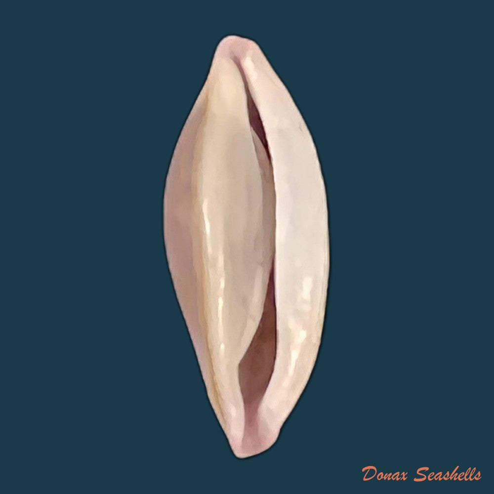 copia-de-simnia-hammesi-bertsch-bibbey-1982-36-2mm