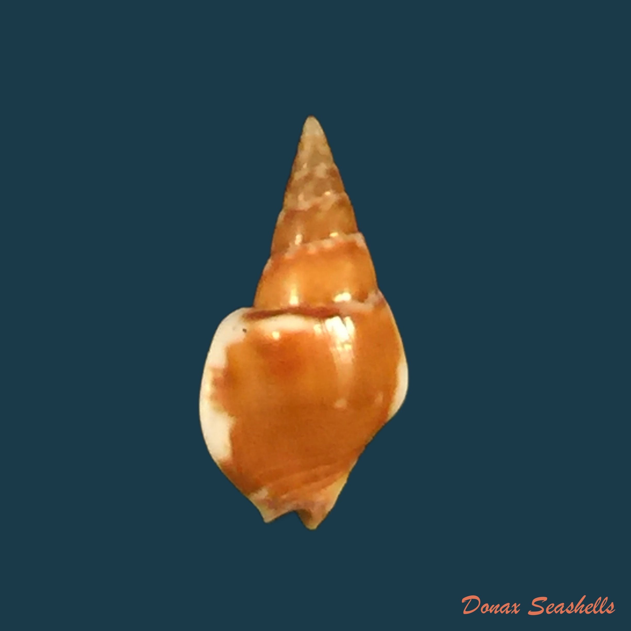 copia-de-sincola-dorsata-g-b-sowerby-i-1832-24-2mm