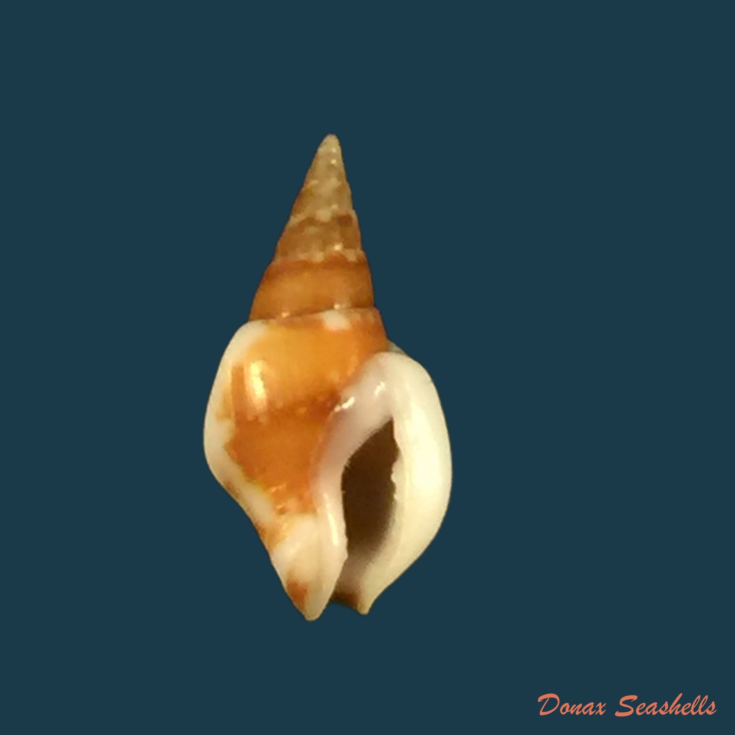 copia-de-sincola-dorsata-g-b-sowerby-i-1832-24-2mm