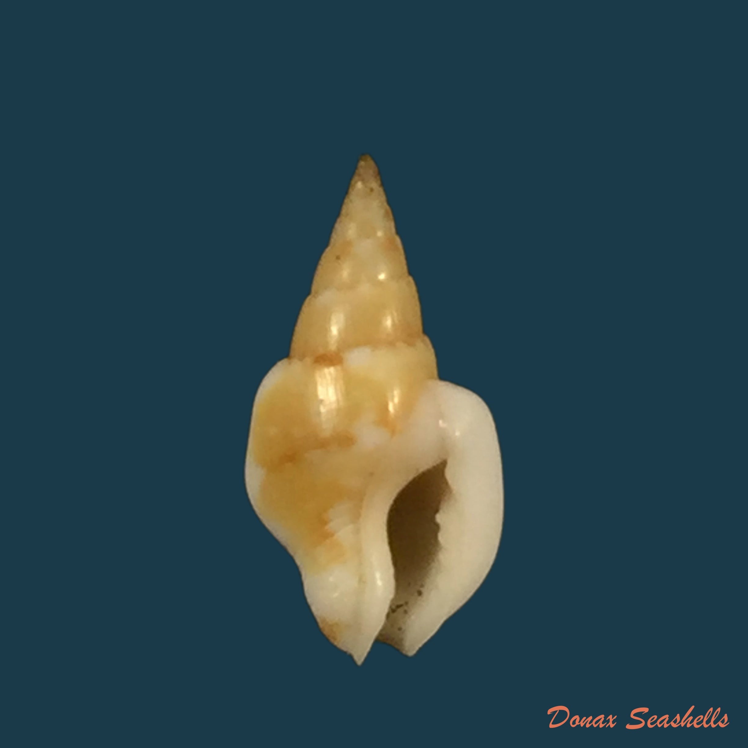 copia-de-sincola-gibberula-g-b-sowerby-i-1832-10-5mm