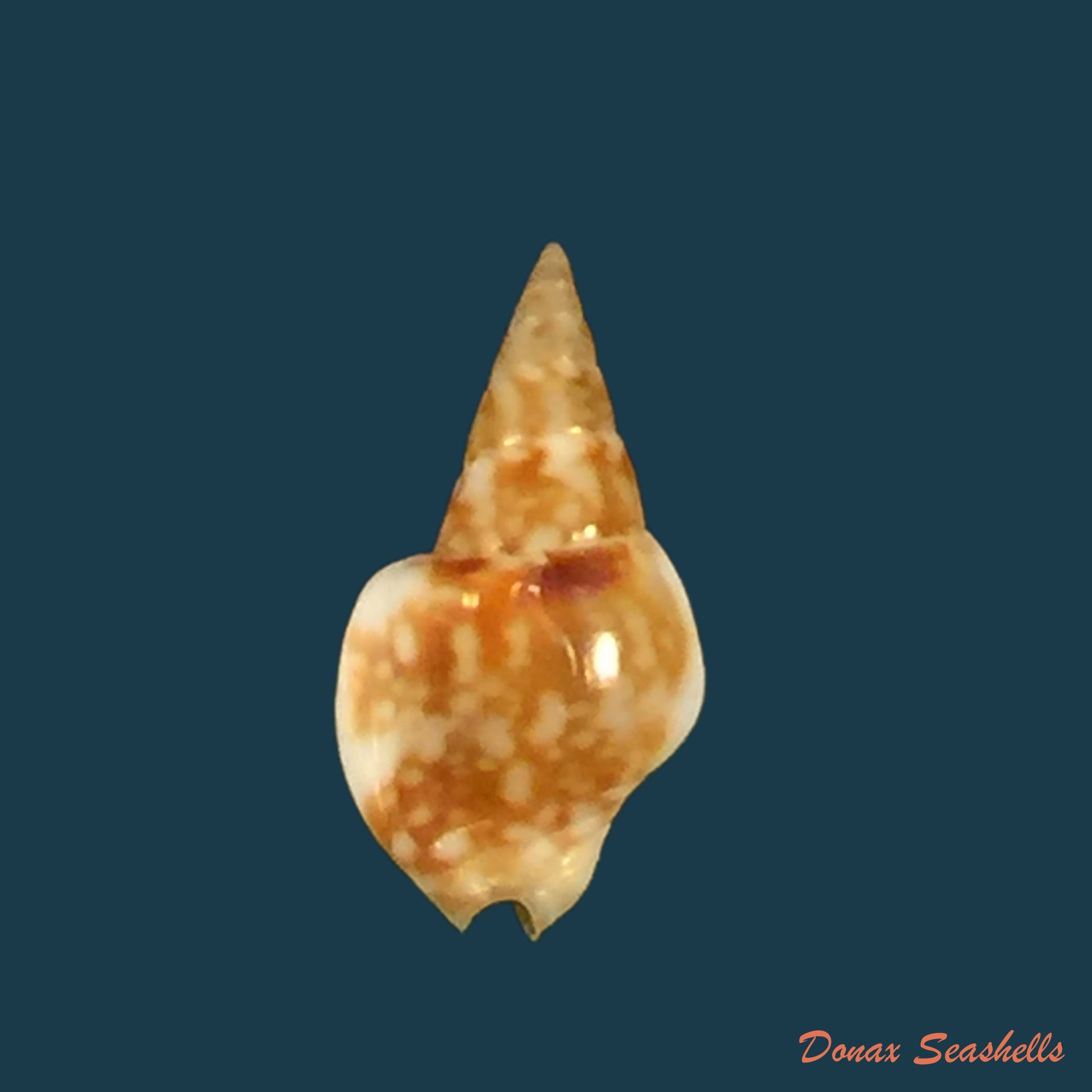 copia-de-sincola-gibberula-g-b-sowerby-i-1832-11mm
