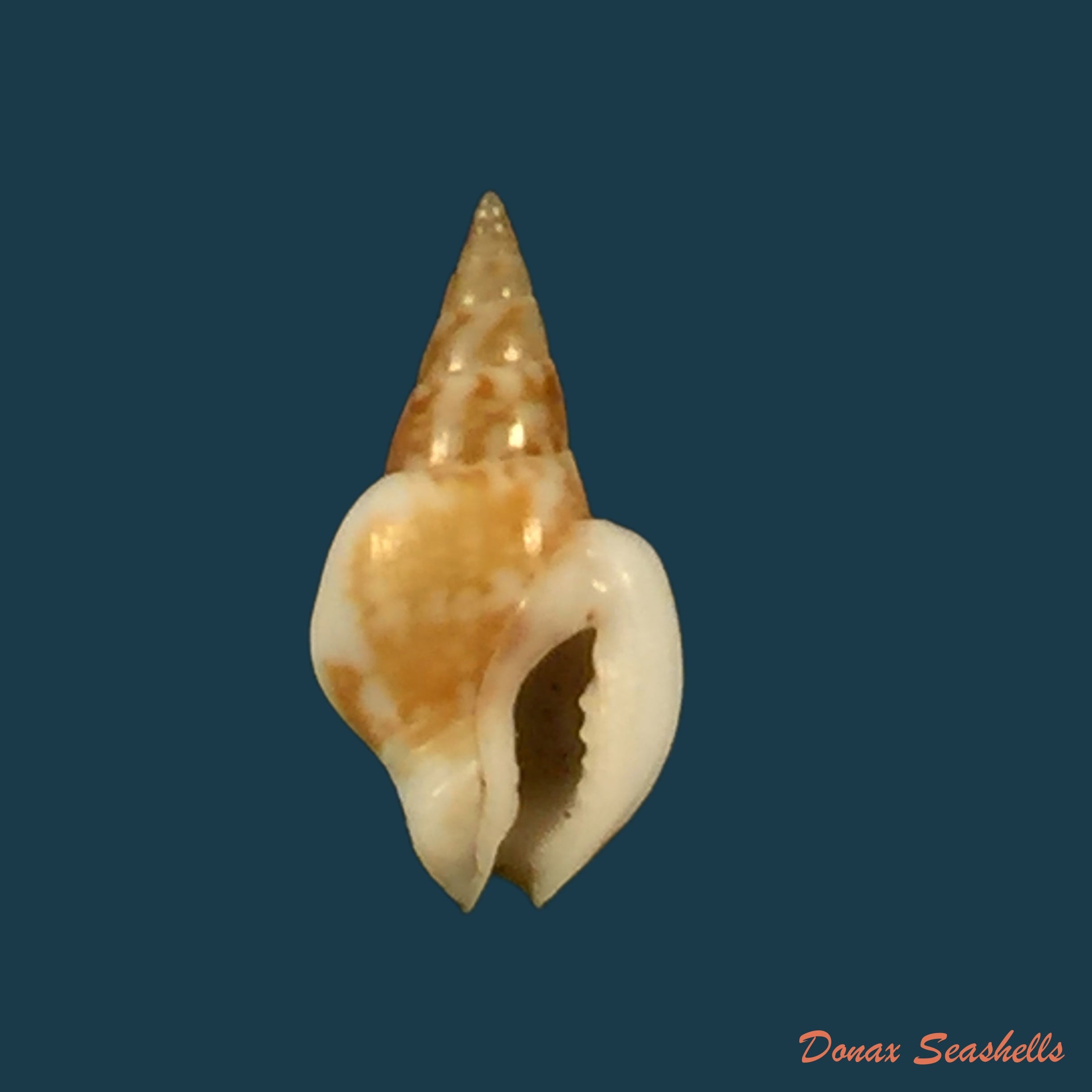 copia-de-sincola-gibberula-g-b-sowerby-i-1832-11mm