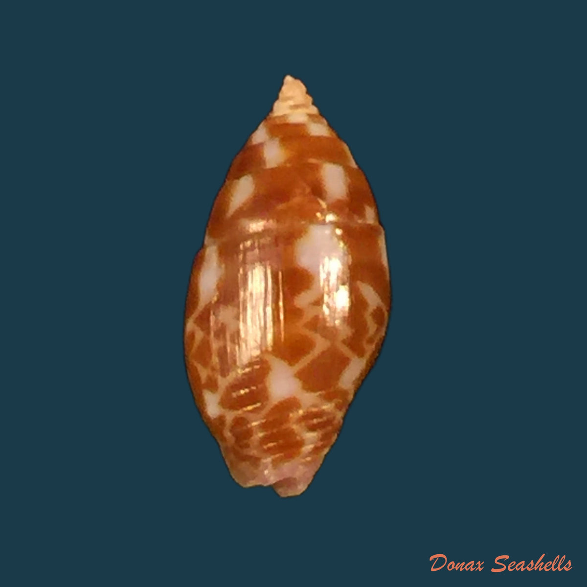 copia-de-sincola-gibberula-g-b-sowerby-i-1832-12mm