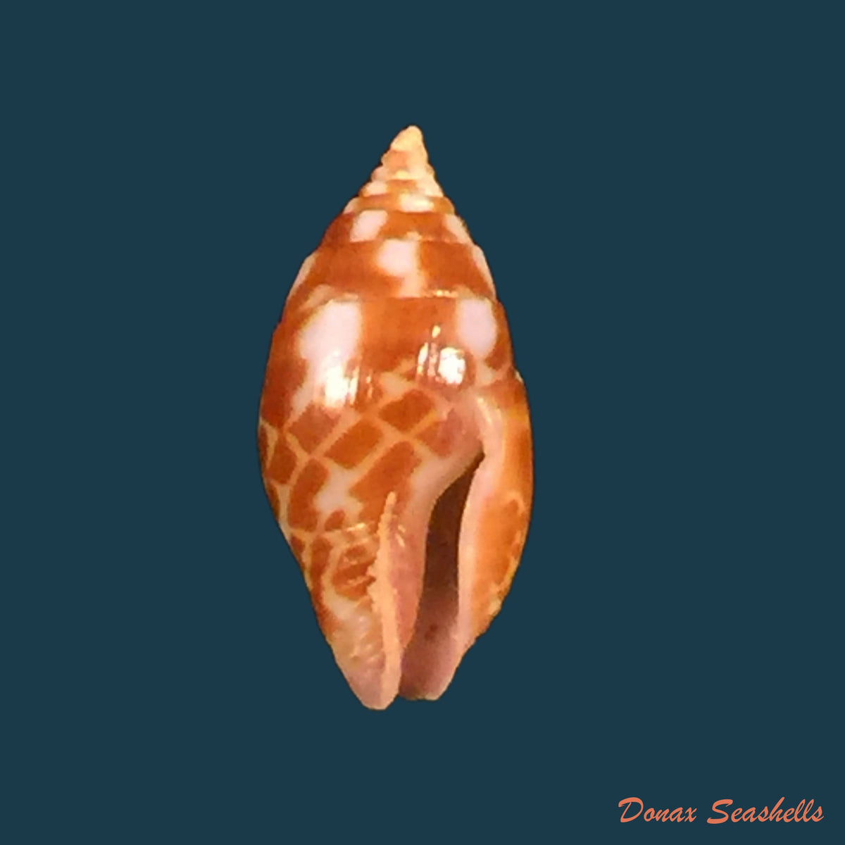 copia-de-sincola-gibberula-g-b-sowerby-i-1832-12mm