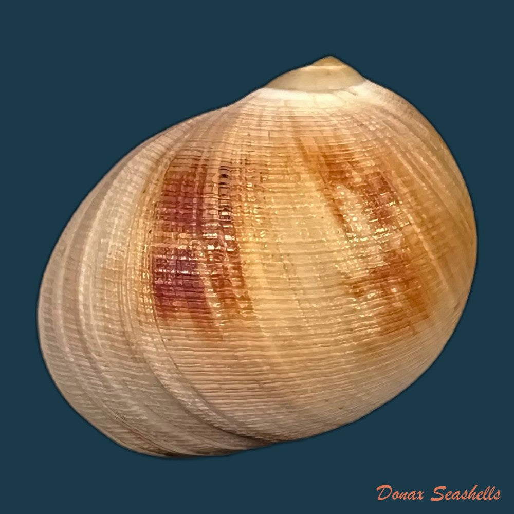 copia-de-sinum-grayi-deshayes-1843-35-5mm