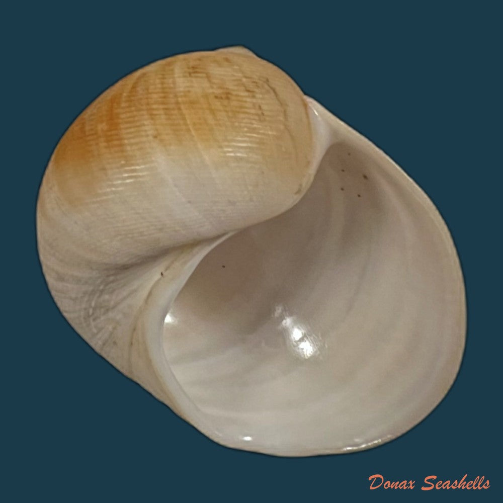 copia-de-sinum-grayi-deshayes-1843-35-5mm