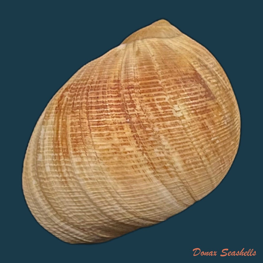 copia-de-sinum-grayi-deshayes-1843-37-4mm