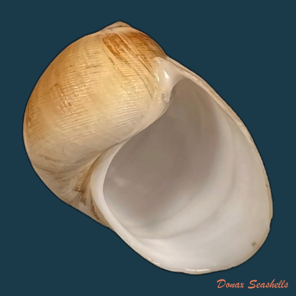 copia-de-sinum-grayi-deshayes-1843-37-4mm
