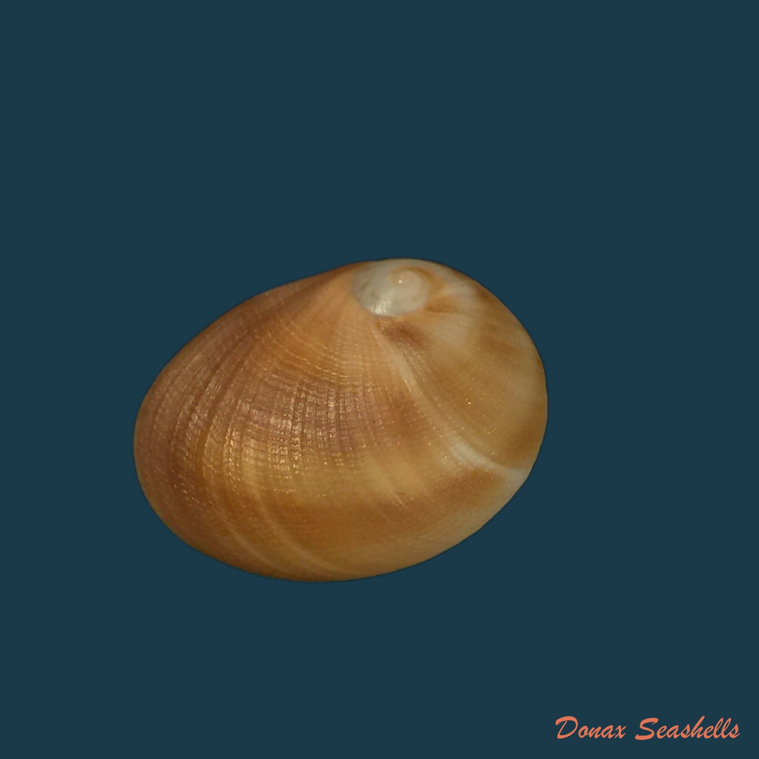 copia-de-sinum-maculatum-say-1831-26-1mm-1