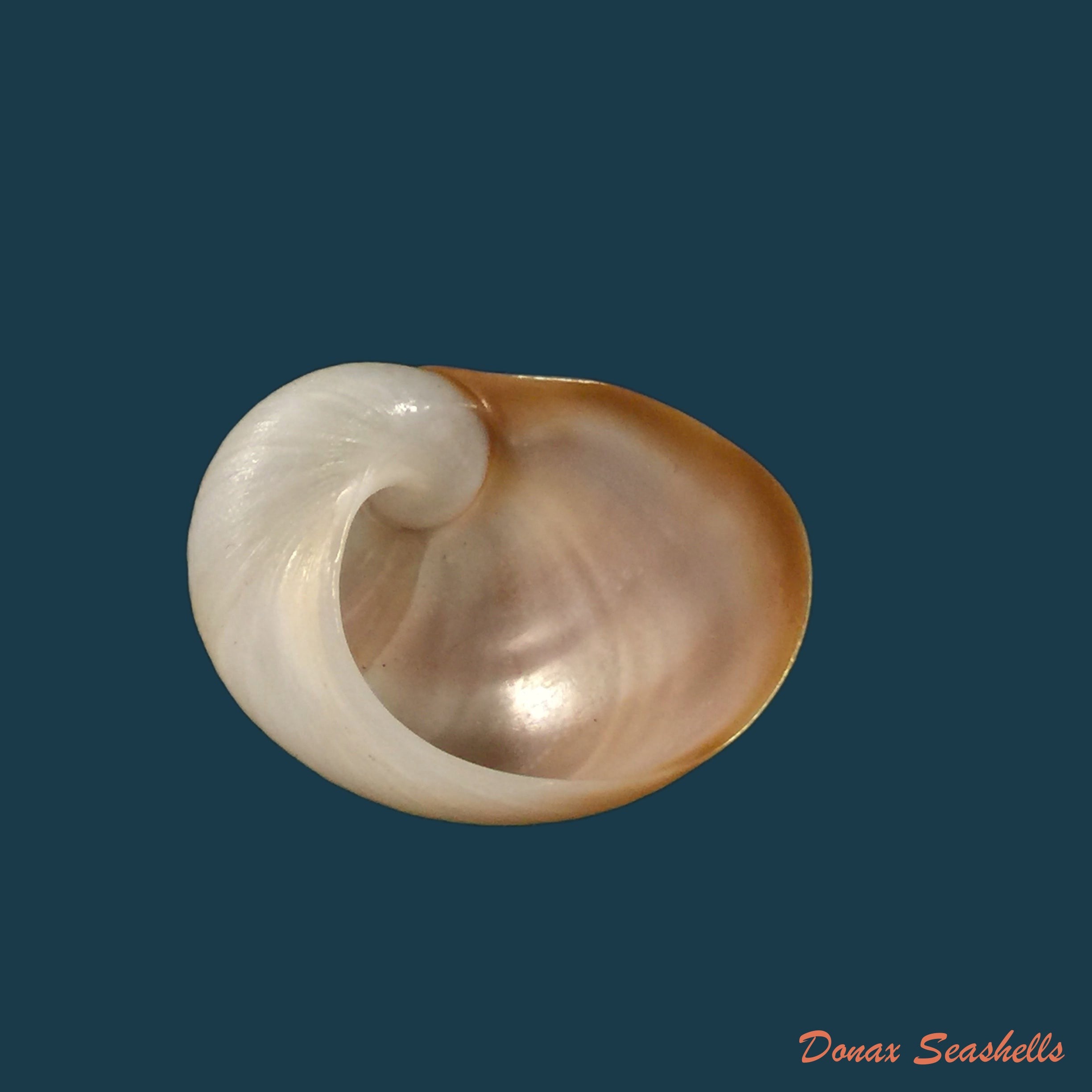 copia-de-sinum-maculatum-say-1831-26-1mm-1
