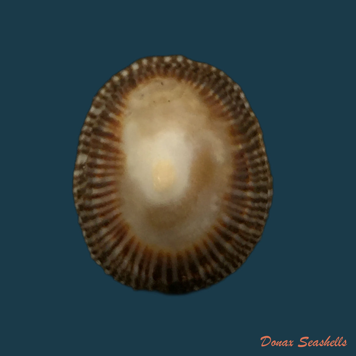 copia-de-siphonaria-pectinata-linnaeus-1759