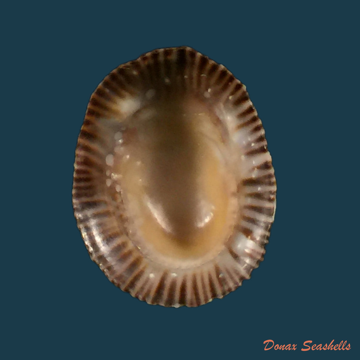copia-de-siphonaria-pectinata-linnaeus-1759