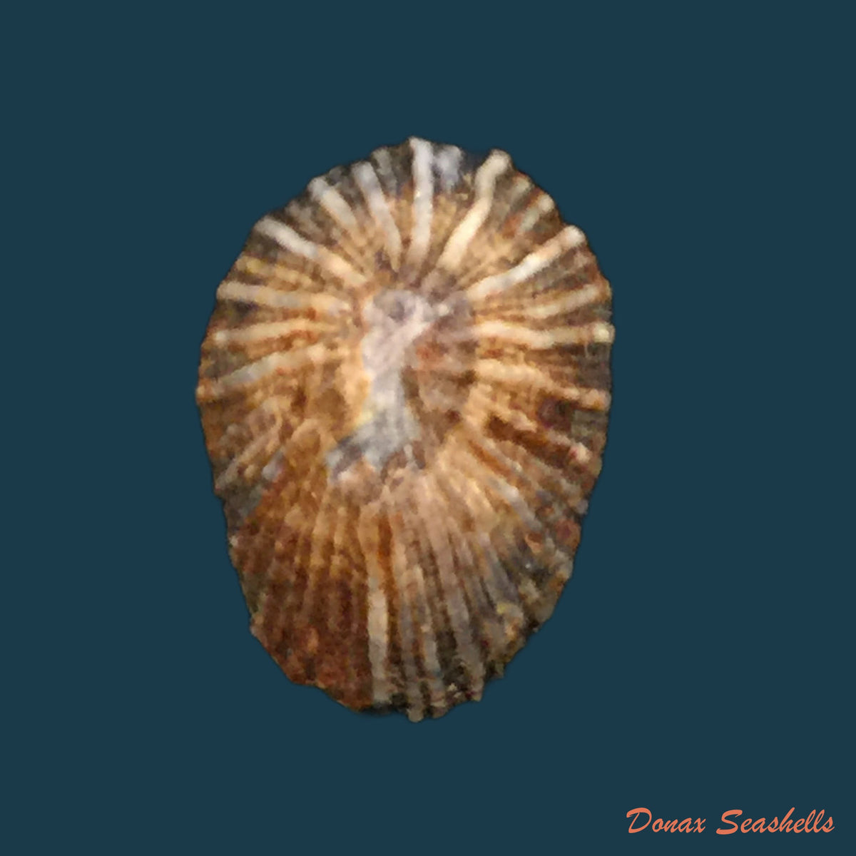 copia-de-siphonaria-pectinata-linnaeus-1761