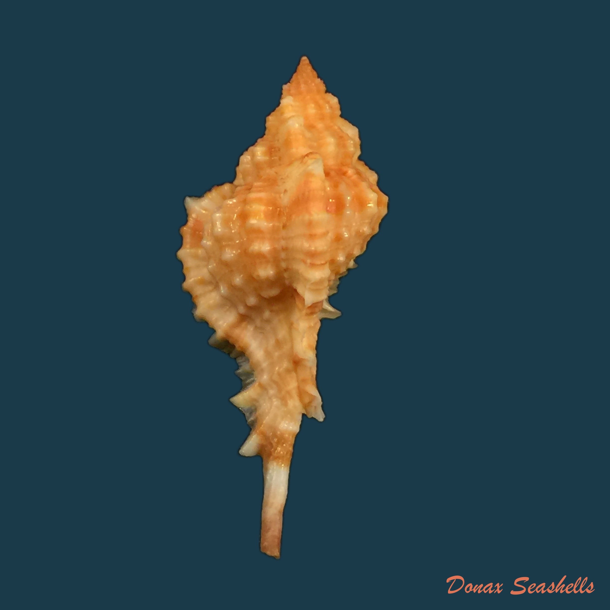 copia-de-siratus-carolinae-vokes-1990-55-2mm-1