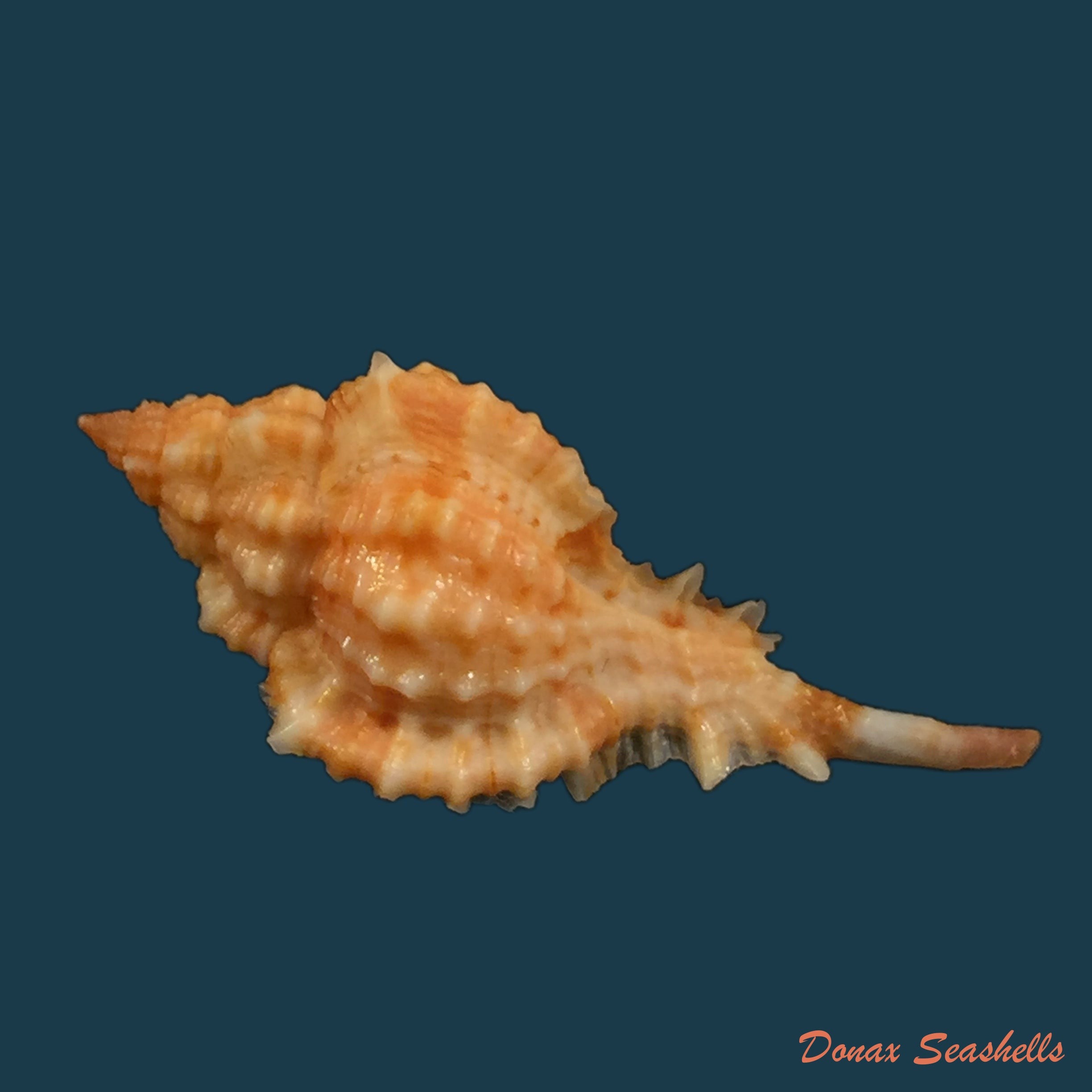 copia-de-siratus-carolinae-vokes-1990-55-2mm-1