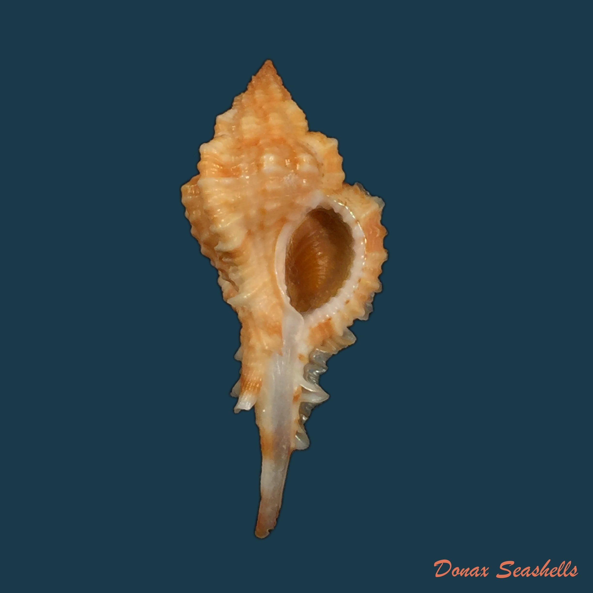 copia-de-siratus-carolinae-vokes-1990-55-2mm-1