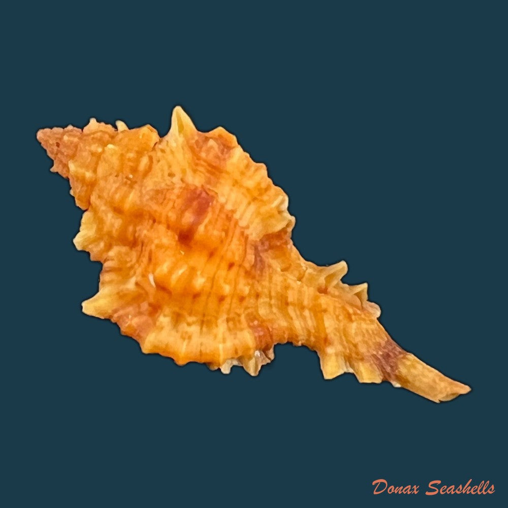 copia-de-siratus-carolynae-e-h-vokes-1990-39-7mm