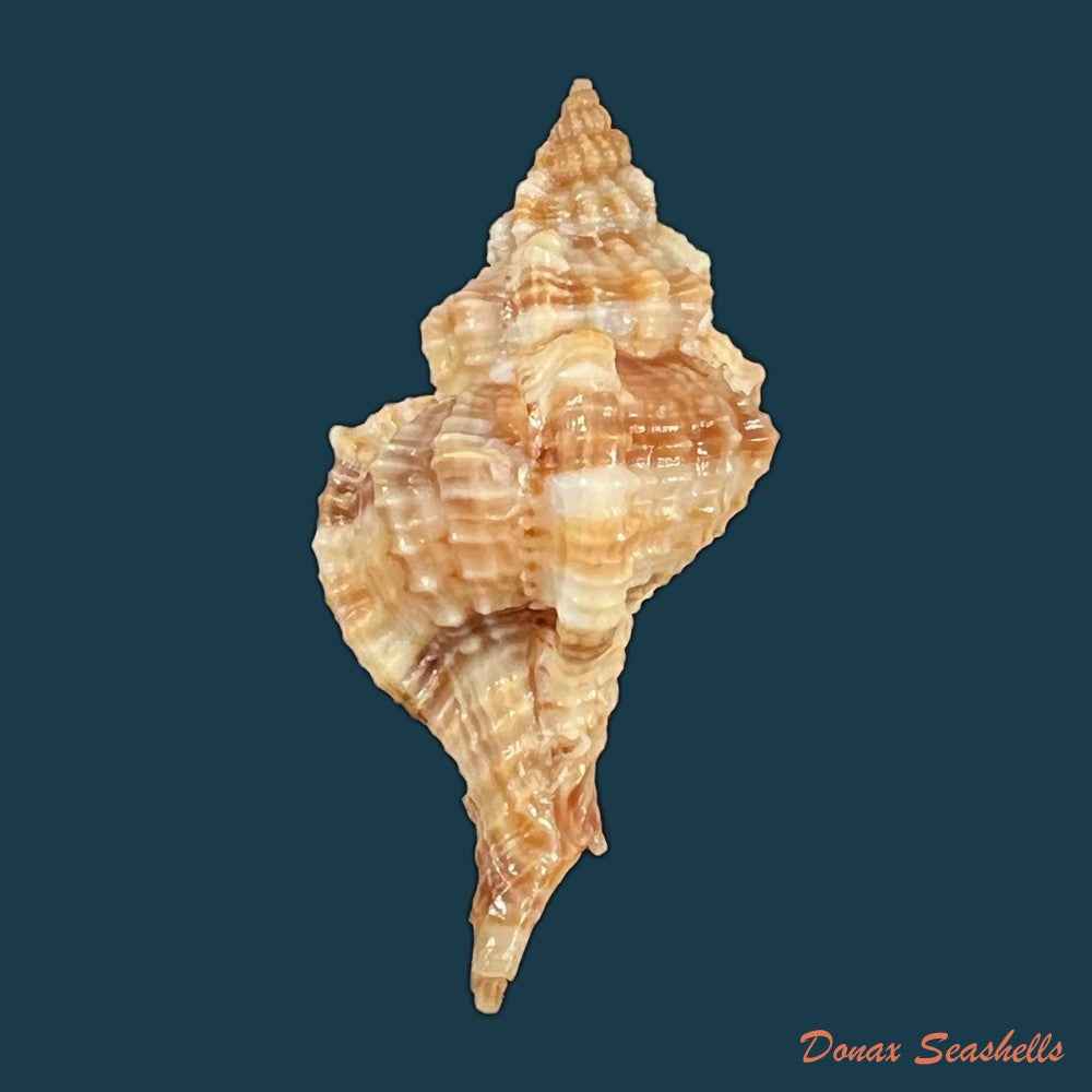 copia-de-siratus-carolynae-e-h-vokes-1990-40-8mm