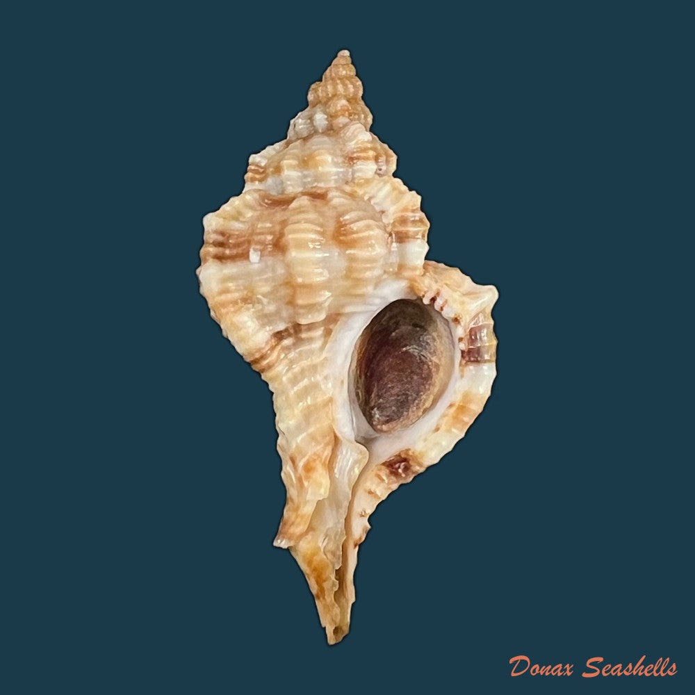 copia-de-siratus-carolynae-e-h-vokes-1990-40-8mm