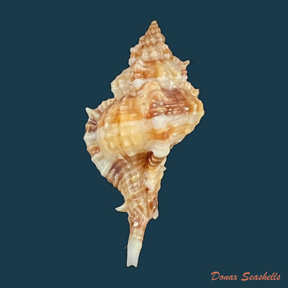 copia-de-siratus-carolynae-e-h-vokes-1990-44-9mm