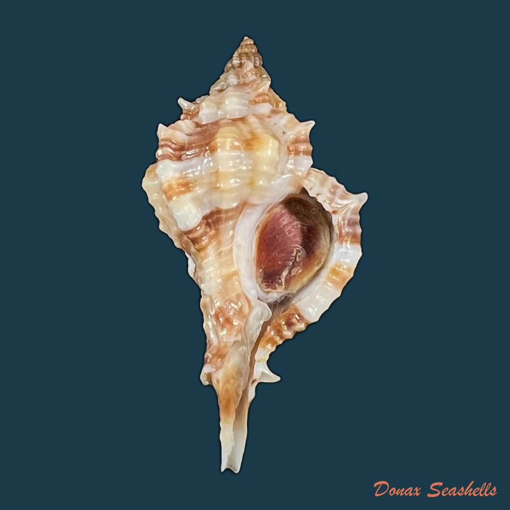 copia-de-siratus-carolynae-e-h-vokes-1990-44-9mm