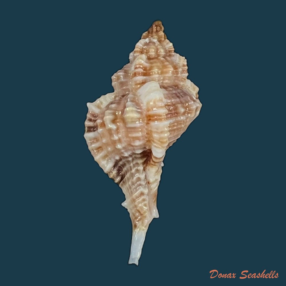 copia-de-siratus-carolynae-e-h-vokes-1990-45-3mm
