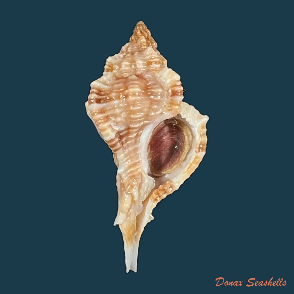 copia-de-siratus-carolynae-e-h-vokes-1990-45-3mm