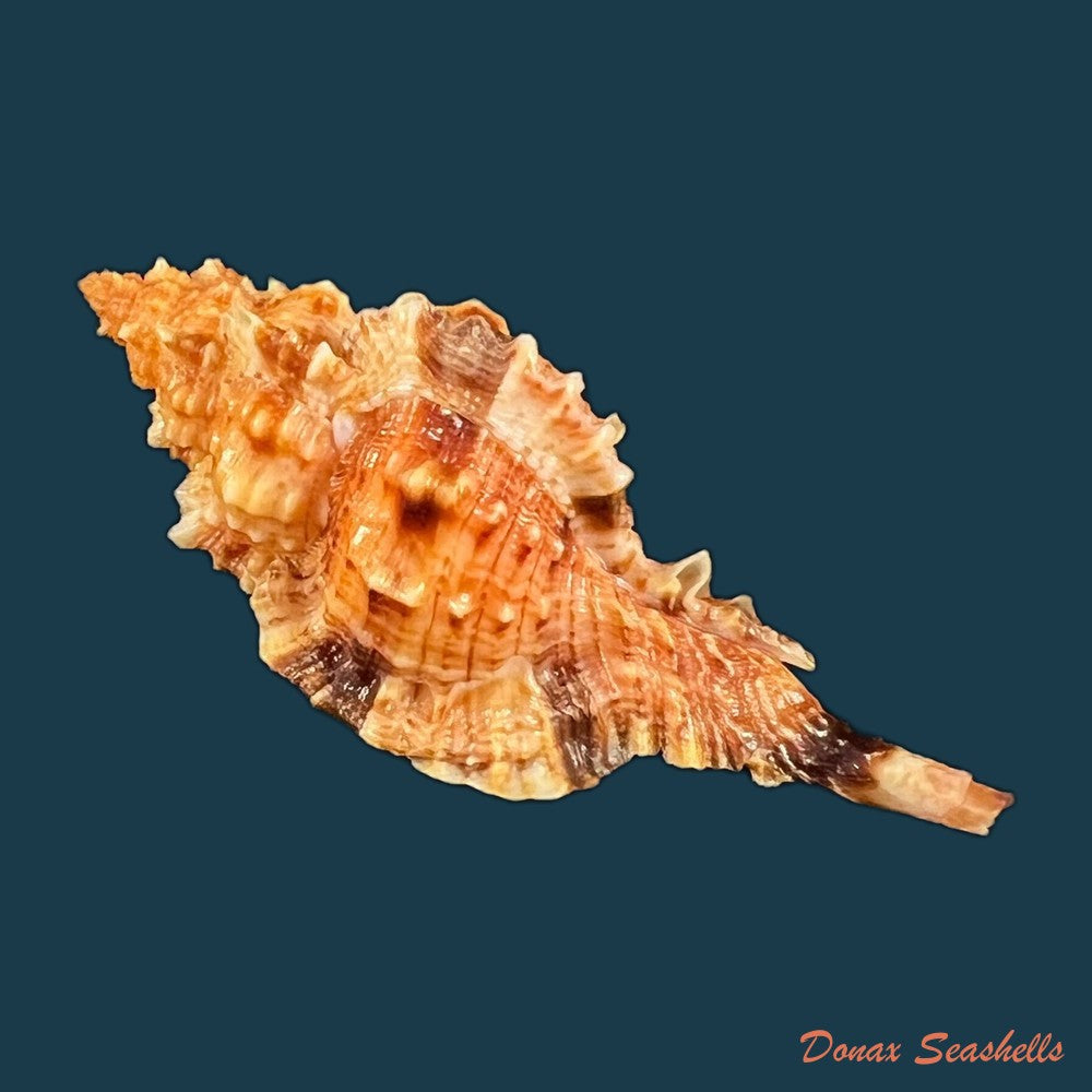 copia-de-siratus-coltrorum-e-h-vokes-1990-44-8mm