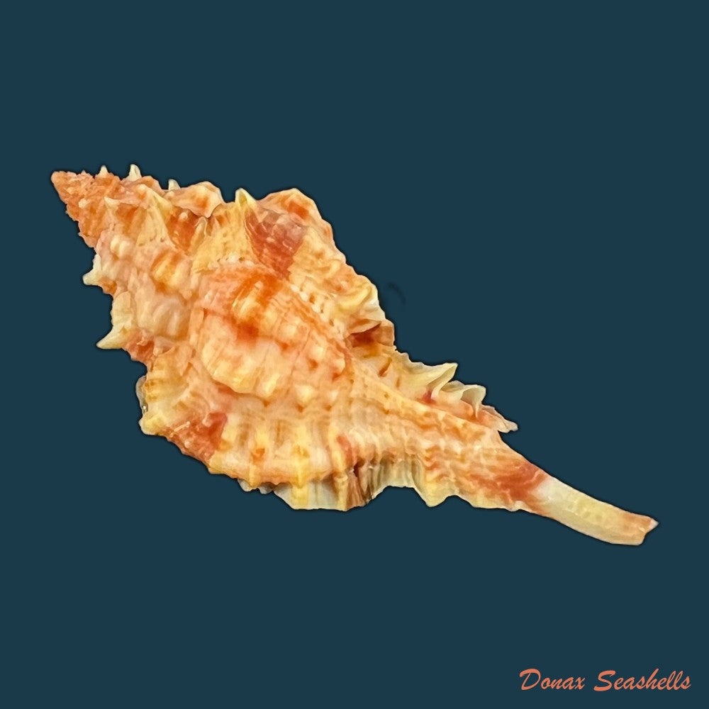 copia-de-siratus-coltrorum-e-h-vokes-1990-52-1mm