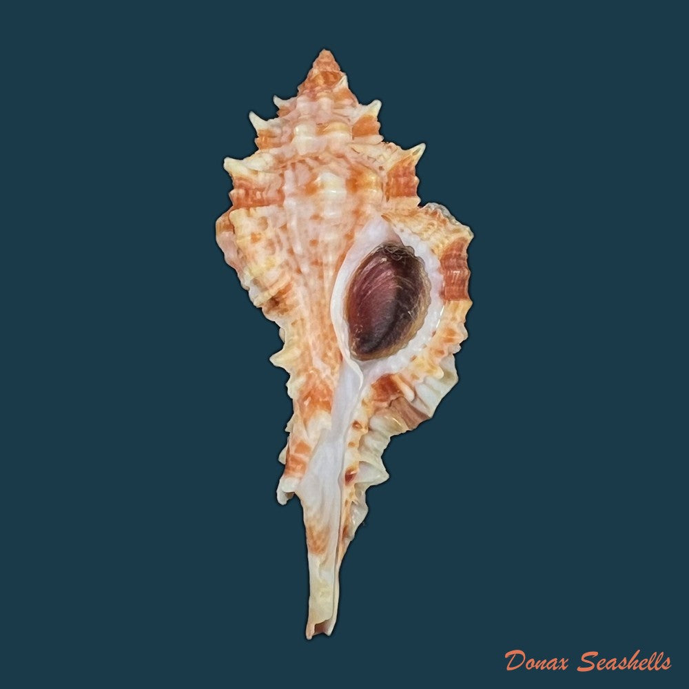 copia-de-siratus-coltrorum-e-h-vokes-1990-52-1mm