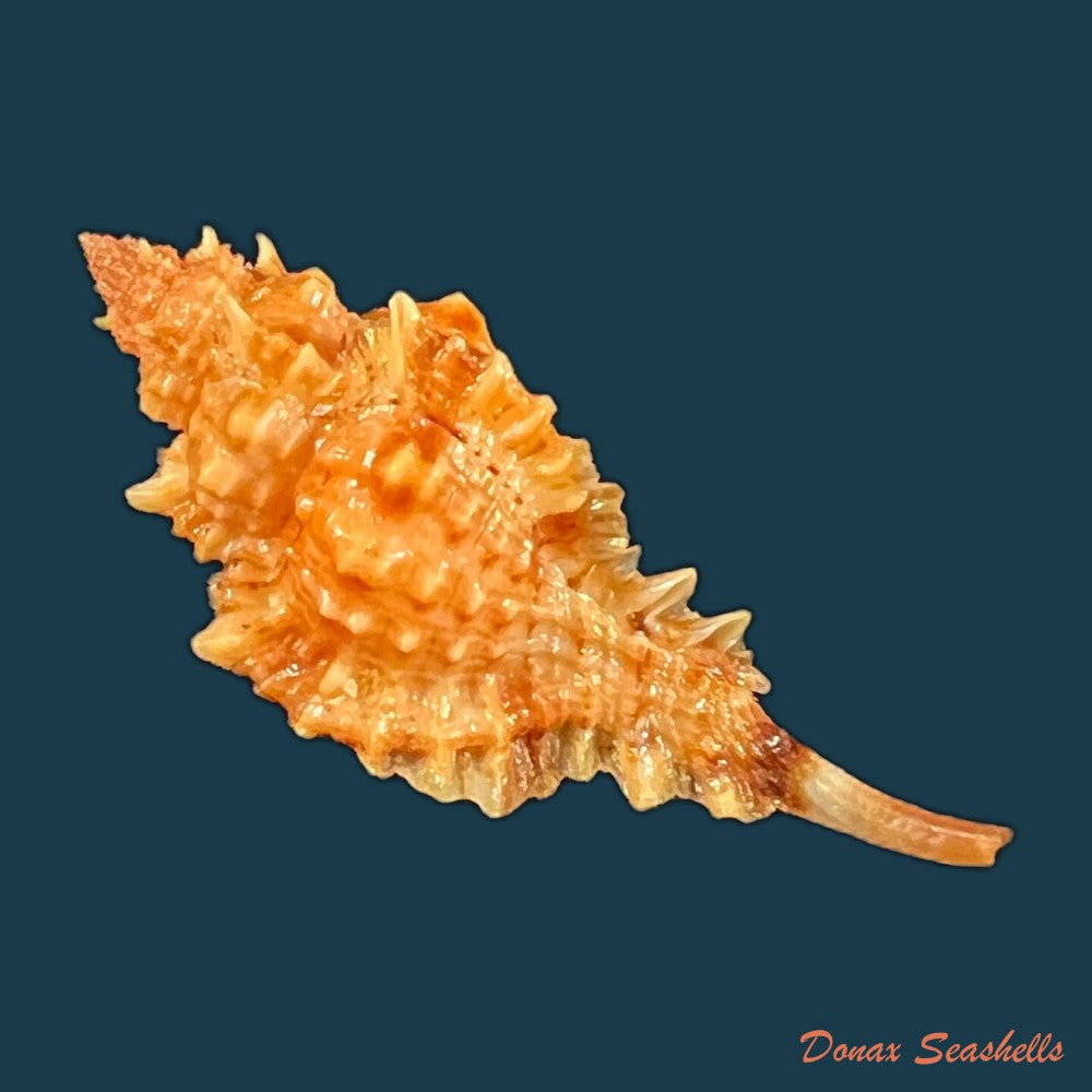 copia-de-siratus-coltrorum-e-h-vokes-1990-53-8mm