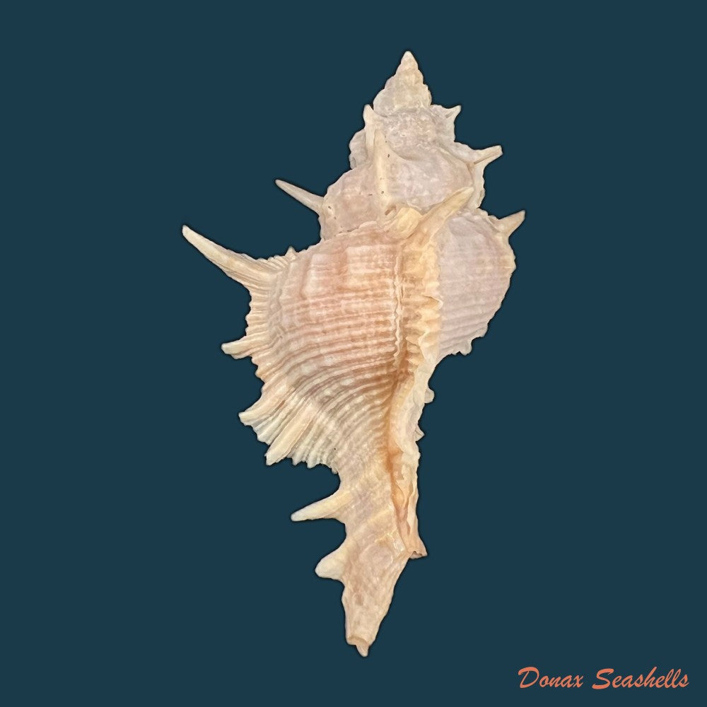 copia-de-siratus-formosus-g-b-sowerby-ii-1841-50-9mm