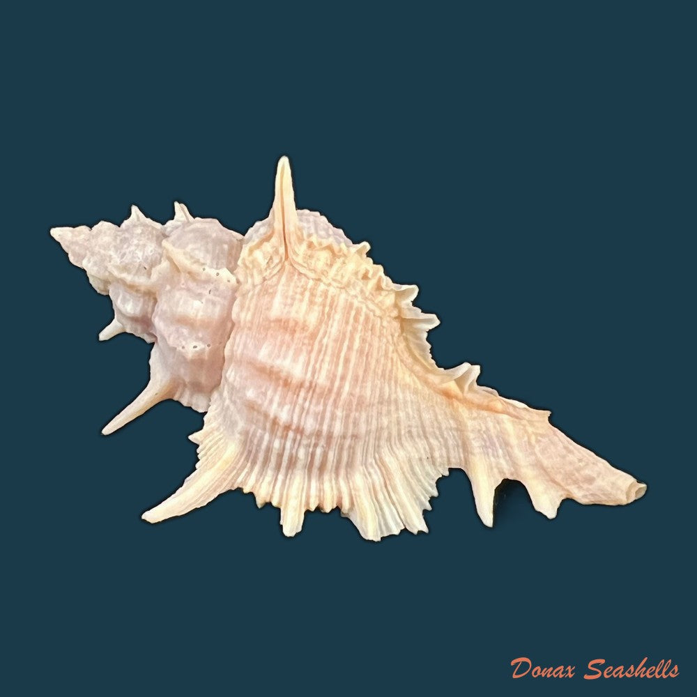 copia-de-siratus-formosus-g-b-sowerby-ii-1841-50-9mm