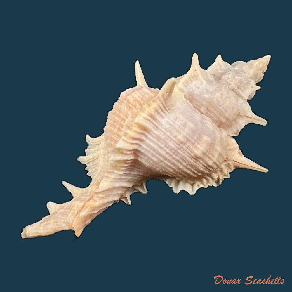 copia-de-siratus-formosus-g-b-sowerby-ii-1841-50-9mm