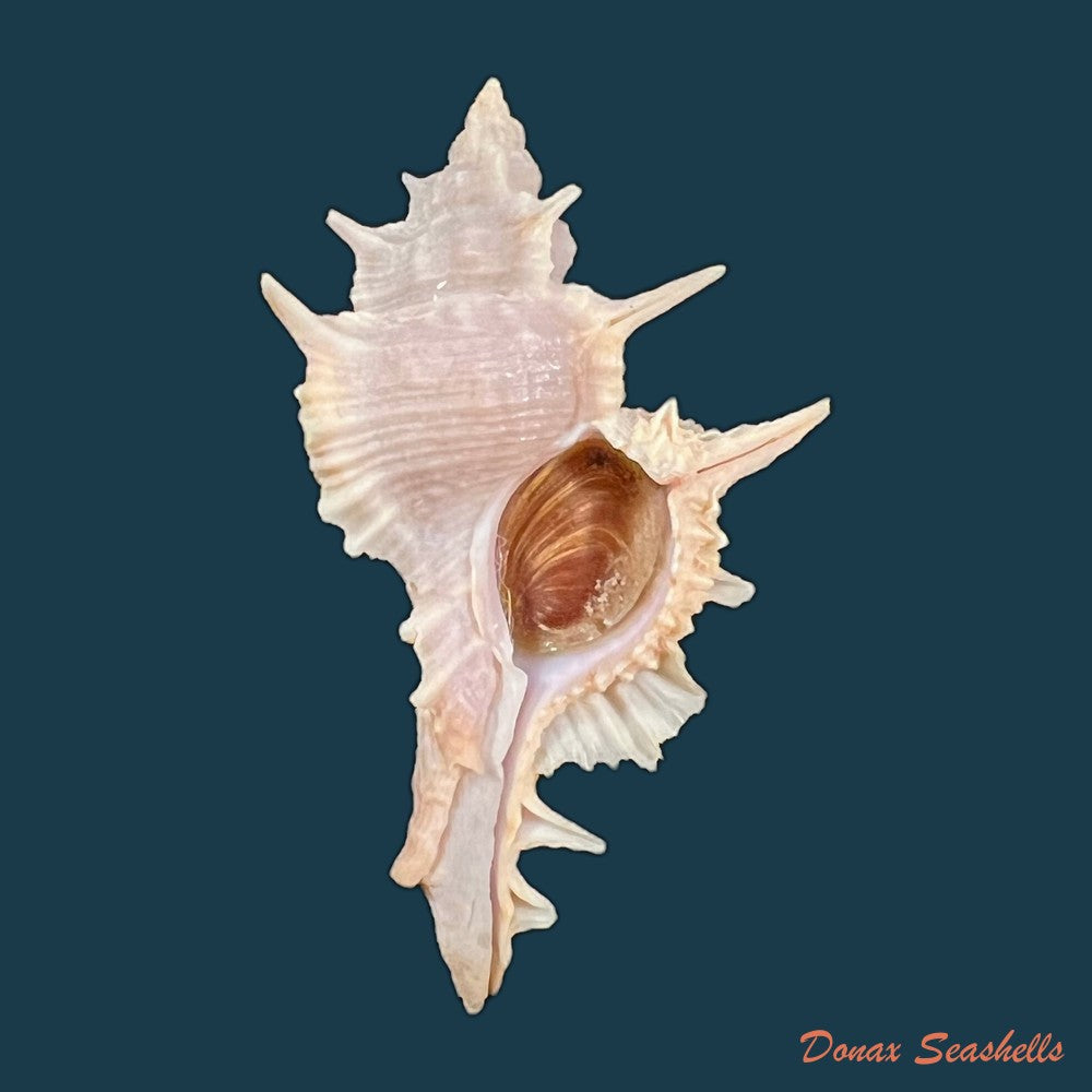 copia-de-siratus-formosus-g-b-sowerby-ii-1841-50-9mm