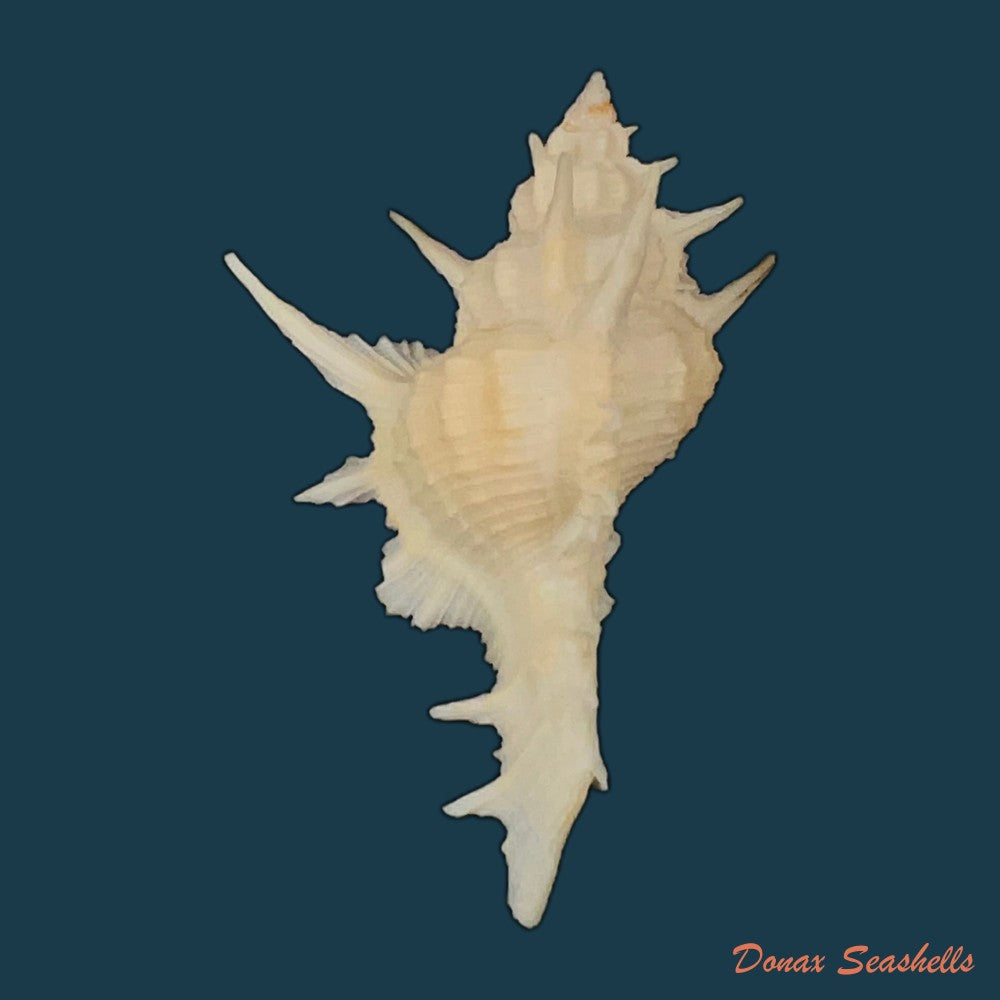 copia-de-siratus-formosus-g-b-sowerby-ii-1841-55-9mm