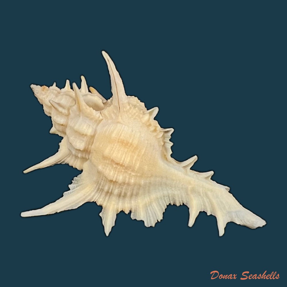 copia-de-siratus-formosus-g-b-sowerby-ii-1841-55-9mm