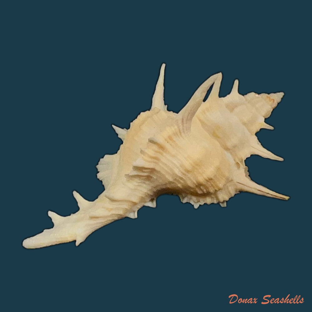 copia-de-siratus-formosus-g-b-sowerby-ii-1841-55-9mm