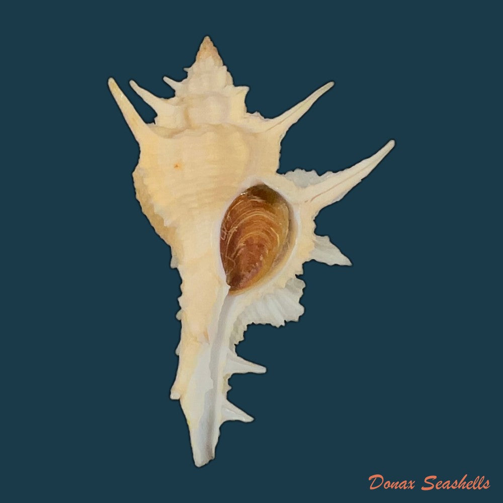 copia-de-siratus-formosus-g-b-sowerby-ii-1841-55-9mm