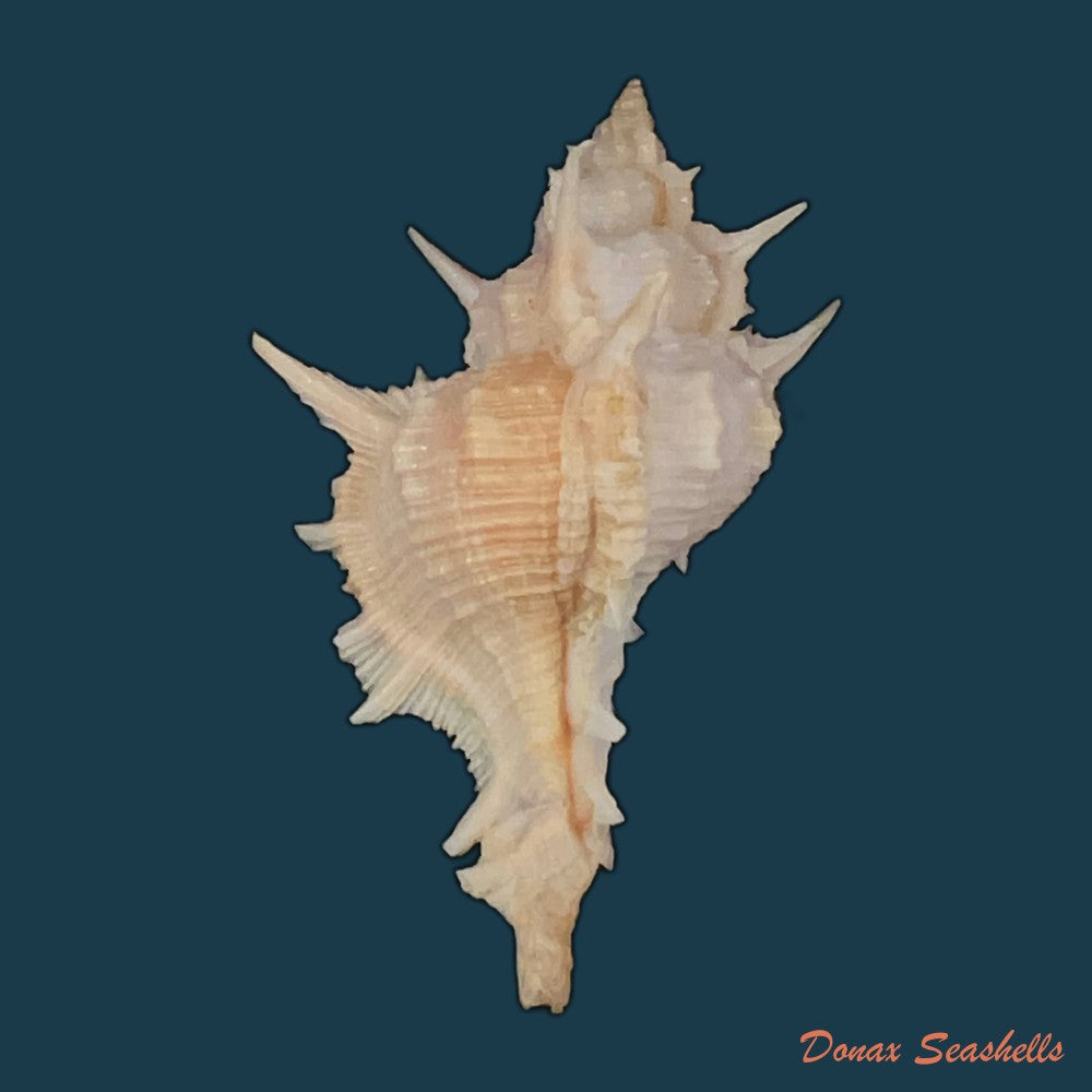 copia-de-siratus-formosus-g-b-sowerby-ii-1841-62mm-1