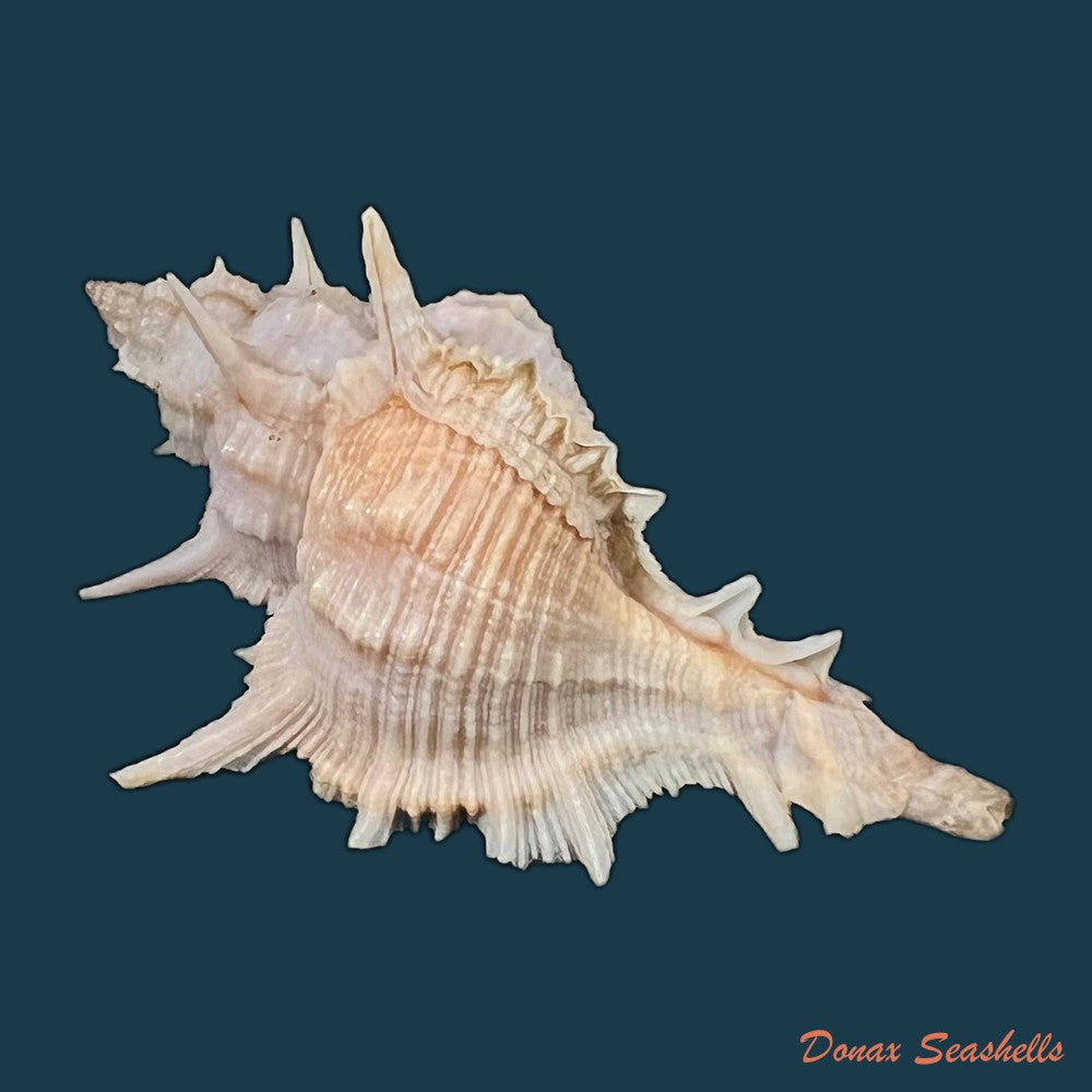 copia-de-siratus-formosus-g-b-sowerby-ii-1841-62mm-1