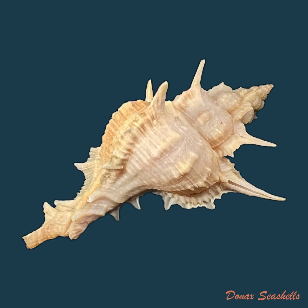 copia-de-siratus-formosus-g-b-sowerby-ii-1841-62mm-1